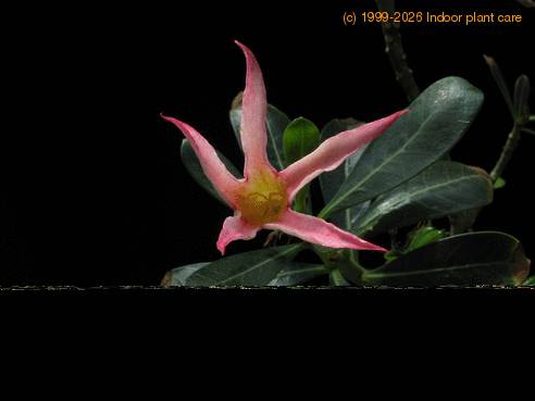 Adenium obesum1 sp SIf