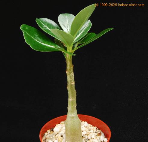 Adenium obesum2 PP20107