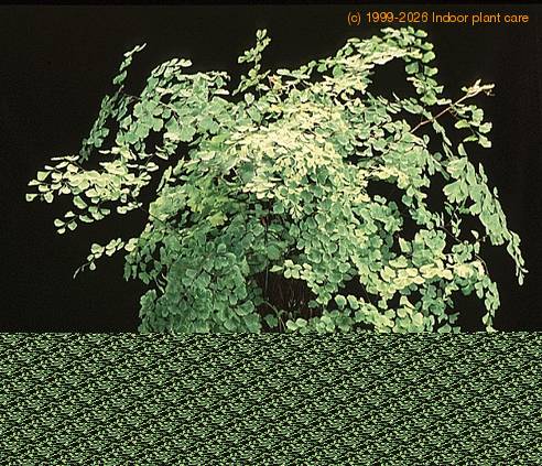 Adiantum raddianum 1943