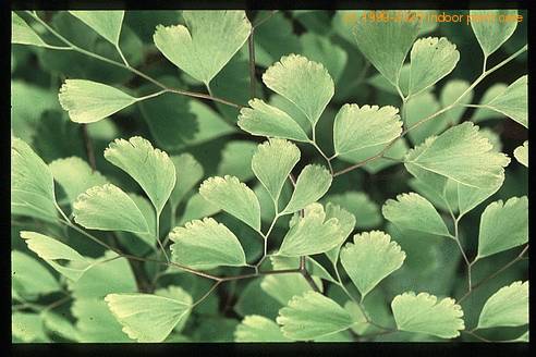Adiantum raddianum 1944