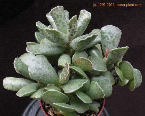 Adromischus cooperi body