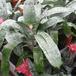 Aechmea fasciata