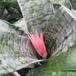 Aechmea fasciata flo