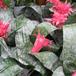 Aechmea fasciata group