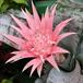 Aechmea fasciata SIf