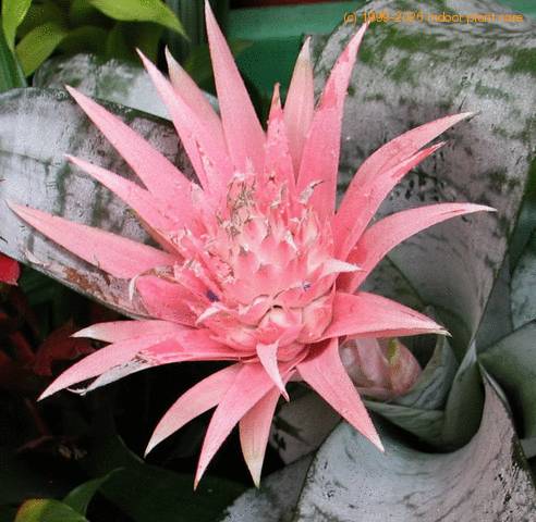 Aechmea fasciata SIf