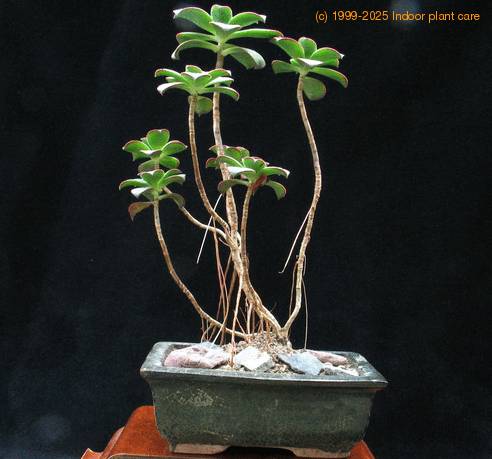 Aeonium gomerense