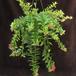 Aeschynanthus lobbianus 1