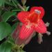 Aeschynanthus lobbianus SIf