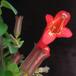 Aeschynanthus lobbianus SIf1