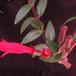 Aeschynanthus lobbianus SIf3