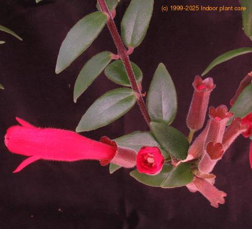 Aeschynanthus lobbianus SIf3