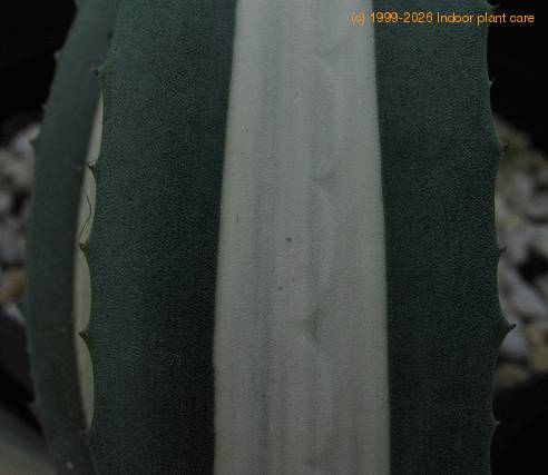 Agave americana v. mediiopicta alba 3
