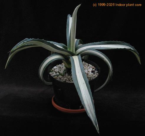 Agave americana v. mediopicta alba 1