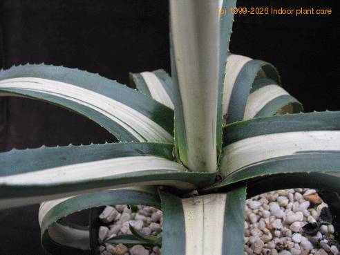 Agave americana v. mediopicta alba 2
