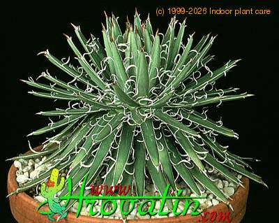 Agave parviflora 1173