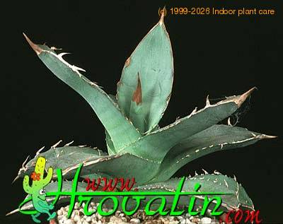 Agave paryii 1202