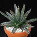 Agave victoriae-reginae