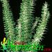 Alluaudia procera 1127