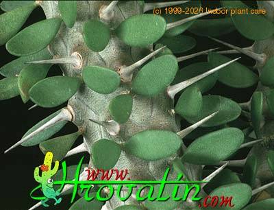 Alluaudia procera thorn 1128