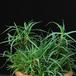 Aloe arborescens 1