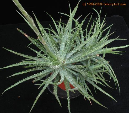 Aloe humilis SIb