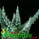 Aloe prinslei 1159