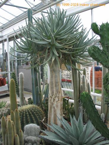 Aloe sp.