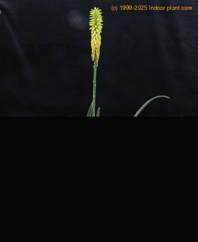 Aloe vera body