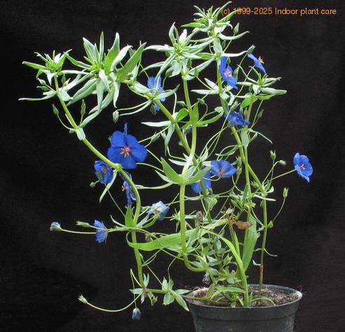 Anagalis monelli