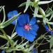 Anagalis monelli flower