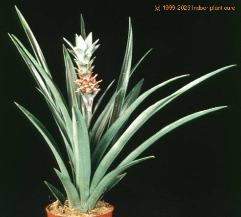 Ananas comosus