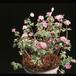 Anemone hybrid 2784