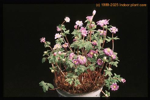 Anemone hybrid 2784