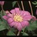 Anemone hybrid 2785
