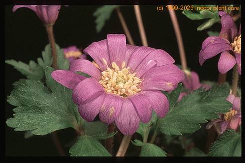 Anemone hybrid 2785