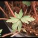 Anemone hybrid 2786