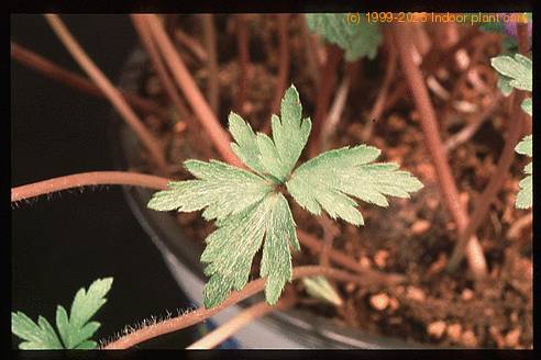 Anemone hybrid 2786