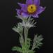 Anemone pulsatilla 1