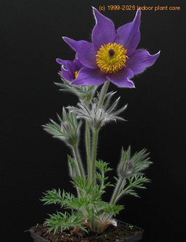Anemone pulsatilla 1