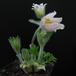 Anemone pulsatilla 2