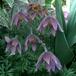 Anemone pulsatilla 2217