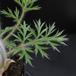 Anemone pulsatilla 3