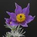 Anemone pulsatilla 4