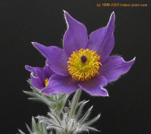 Anemone pulsatilla 4