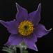 Anemone pulsatilla 5