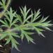 Anemone pulsatilla 6