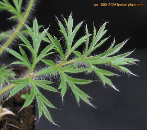 Anemone pulsatilla 6