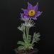 Anemone pulsatilla  