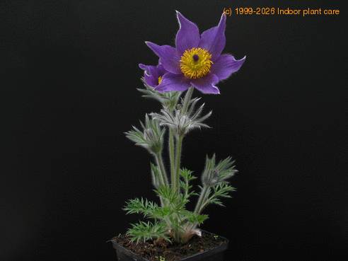 Anemone pulsatilla  
